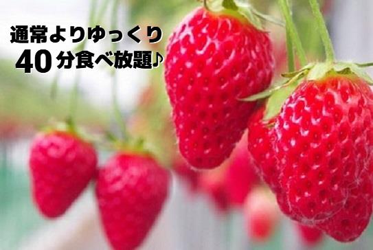 たっぷり40分高設栽培イチゴ食べ放題（イメージ）