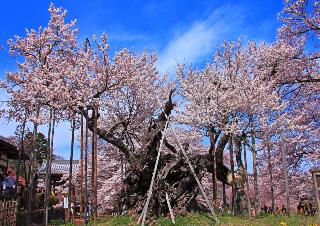 山高神代桜（イメージ・東京都在住：相馬 昭夫様作品）例年の見ごろは3月下旬〜4月上旬