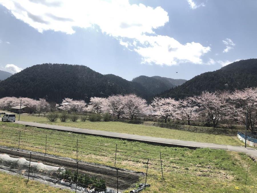 大原では山里の桜めぐりなど約3時間自由散策(大原の桜イメージ/桜の見ごろ：例年3月下旬〜4月中旬)