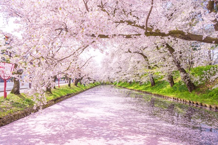 弘前公園・お堀の桜(イメージ)※例年の見頃は4月下旬〜5月上旬