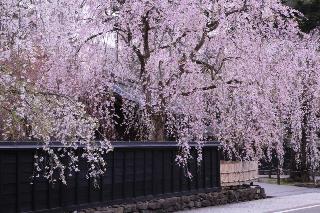 角館のしだれ桜(イメージ）提供:兵庫県在住.ＰＮ：ゆうさん様※例年の見頃は4月下旬〜5月上旬