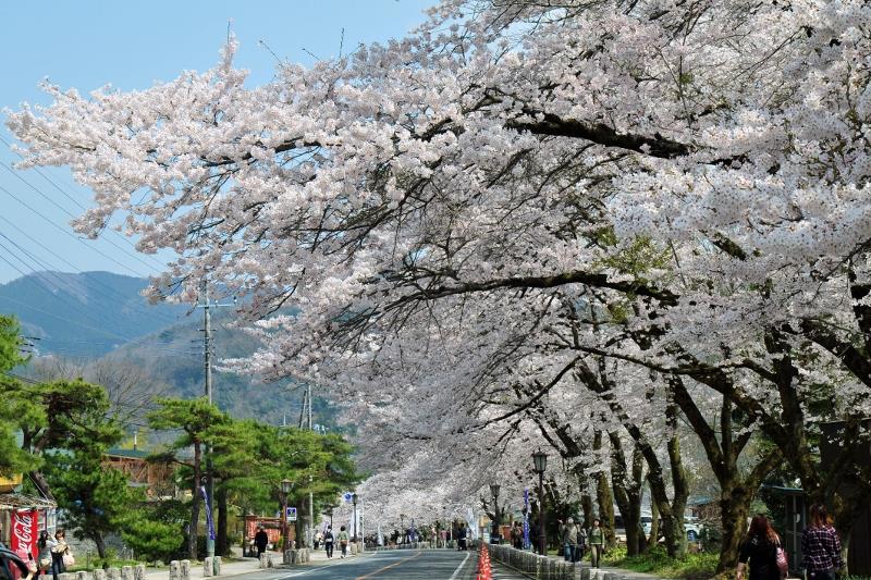 宝登山神社表参道の桜(イメージ)※見頃は例年3月下旬〜4月上旬