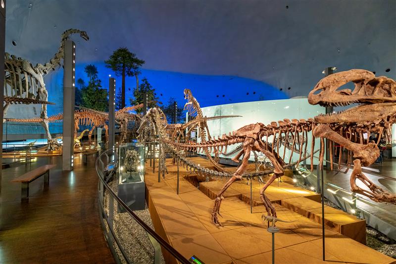福井県立恐竜博物館(イメージ)