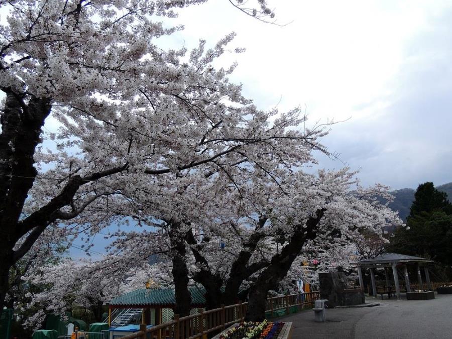 函館公園　※見ごろは例年4月下旬〜5月上旬