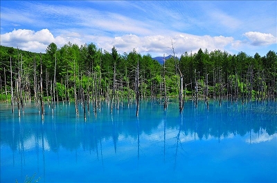美しく幻想的な青の世界 美瑛・青い池（お客様写真：PN：shoukun様・北海道在住）