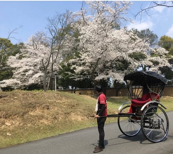 奈良公園ではご夫婦毎の人力車で桜観賞（イメージ／例年の桜の見頃は3月下旬〜4月下旬））