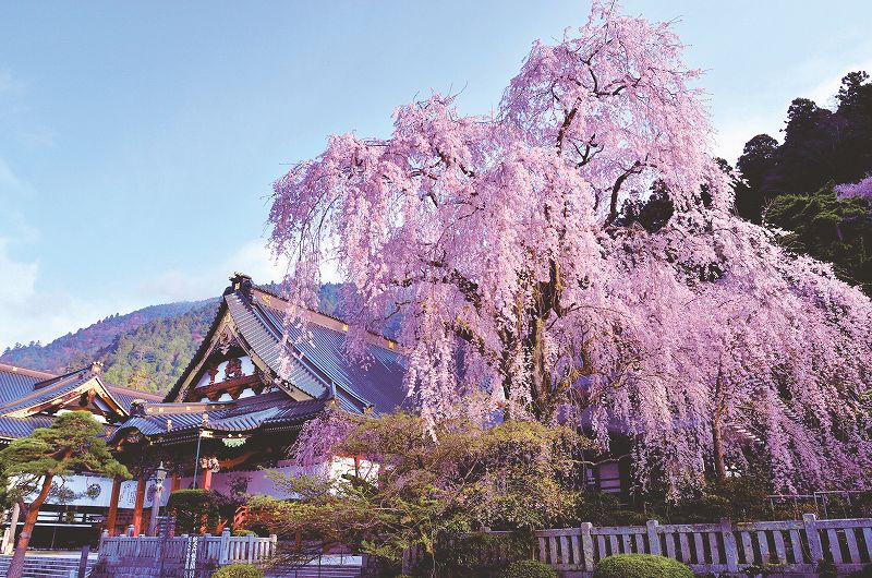 身延山久遠寺のシダレザクラ（イメージ／例年の桜の見頃：3月下旬〜4月上旬）