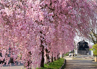 【日中線しだれ桜】約3ｋｍのしだれ桜のトンネルはまさに絶景！（イメージ）