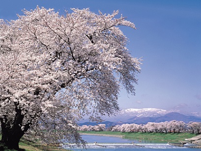 【一目千本桜】蔵王連峰を背景にソメイヨシノをお楽しみ！（イメージ）