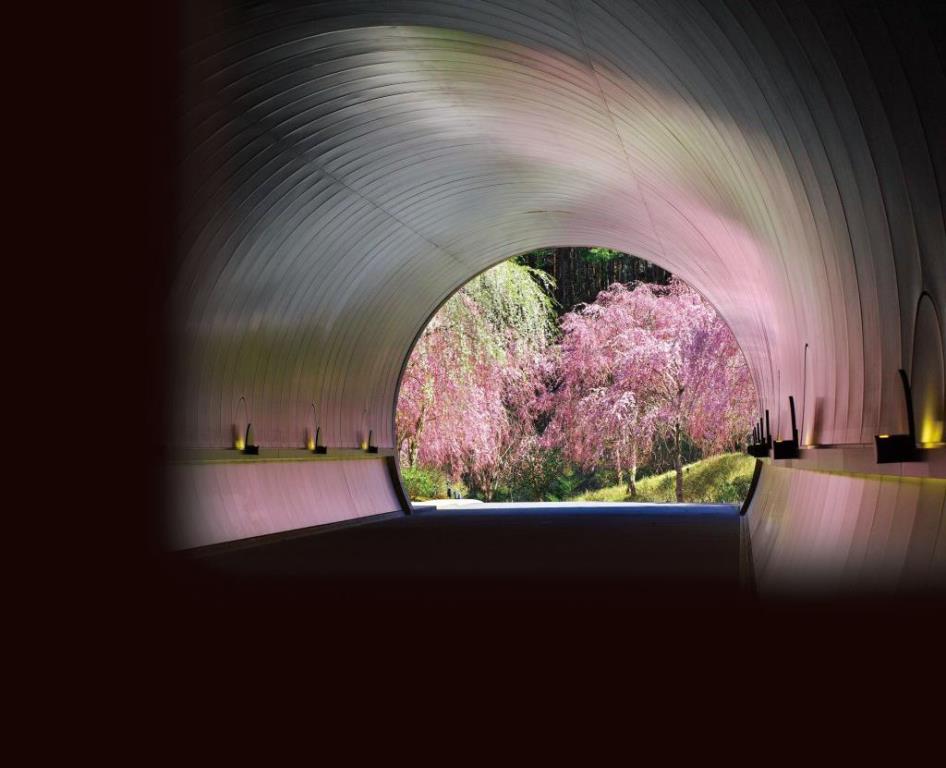 MIHO MUSEUM 枝垂れ桜のプロムナード（見頃:4月上旬〜下旬）