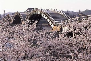 錦帯橋(イメージ・桜の見ごろは例年３月下旬〜4月上旬）