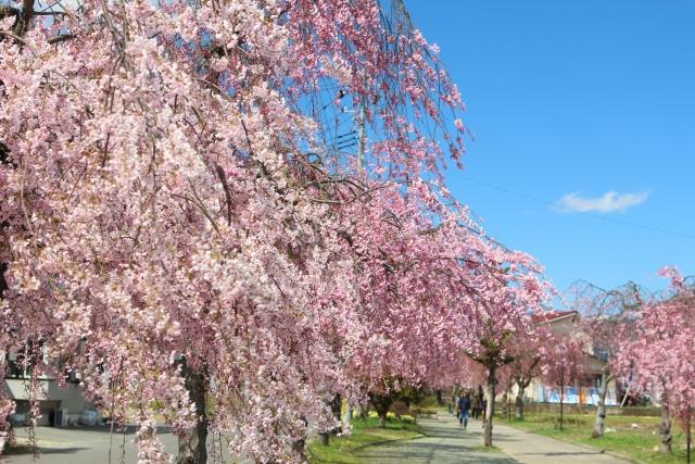 日中線記念自転車歩行者道のしだれ桜（イメージ）※例年：４月上旬〜下旬