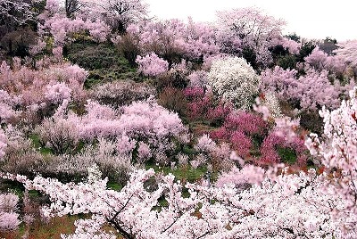花見山公園（イメージ）※例年：４月上旬〜下旬