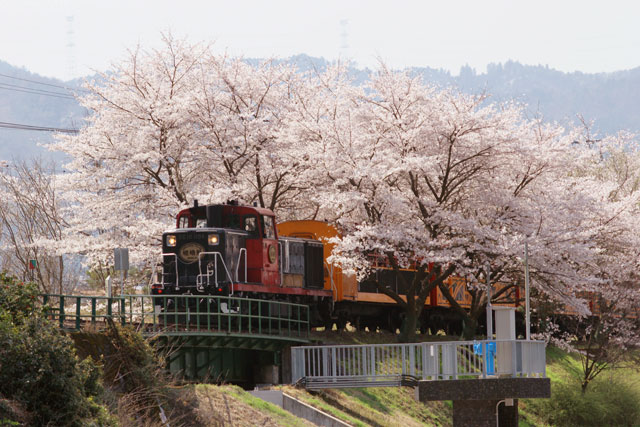 嵯峨野トロッコ（イメージ）※桜の見頃例年：3月下旬〜4月中旬