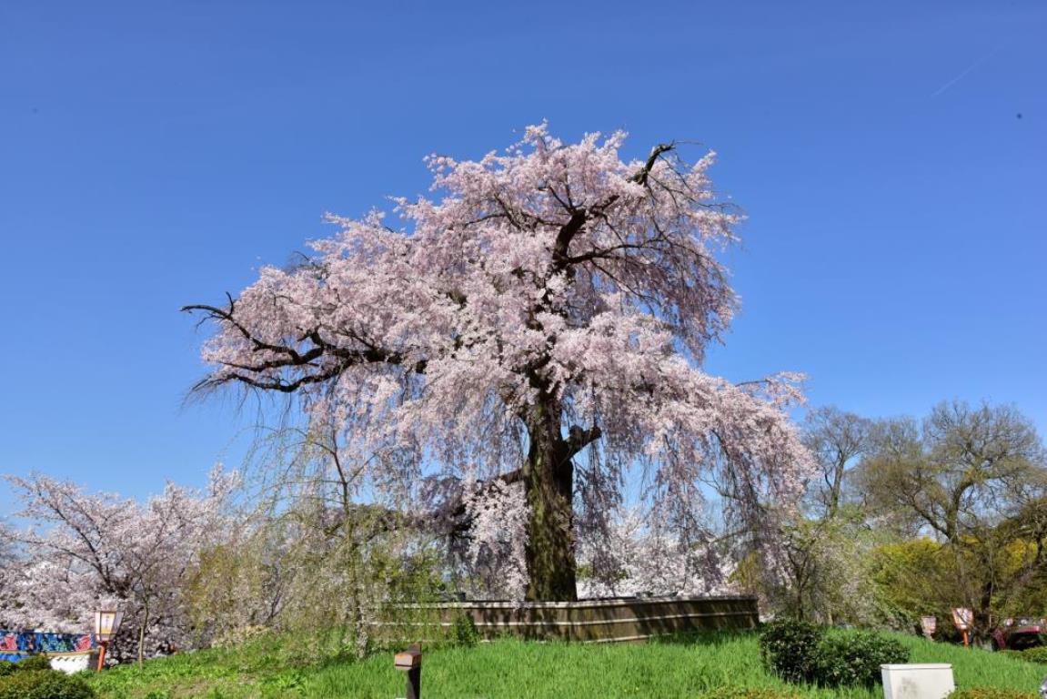 円山公園（イメージ）※桜の見頃例年：3月下旬〜4月上旬