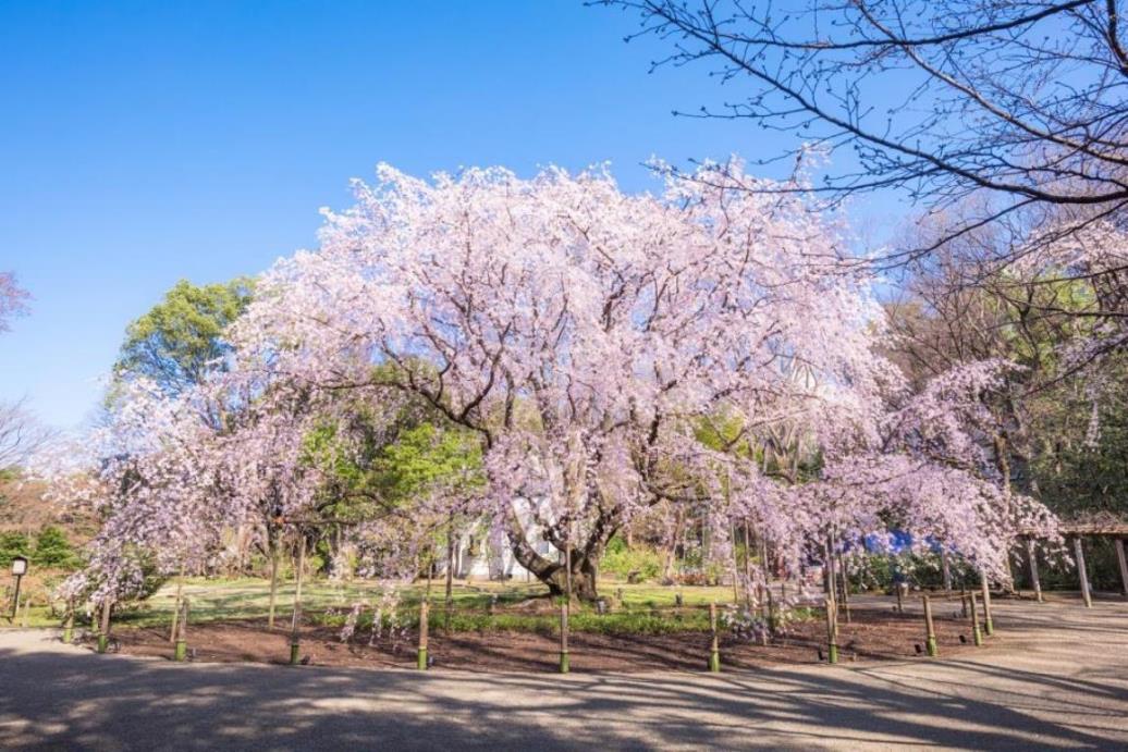 六義園のしだれ桜（イメージ）※例年の桜の見頃…３月中旬〜４月上旬
