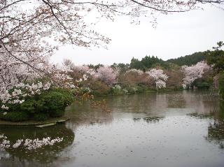 龍安寺鏡容池の桜(イメージ)※桜の見頃は例年4月上旬〜中旬