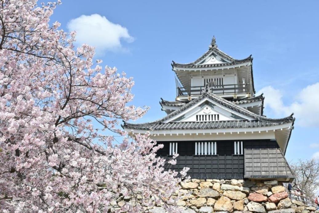 浜松城公園（イメージ）※桜の見頃：例年3月下旬〜4月上旬