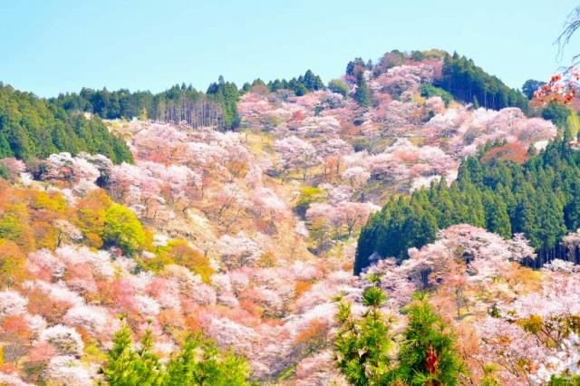 【吉野千本桜】　桜の見頃：例年3月下旬〜4月中旬　※イメージ