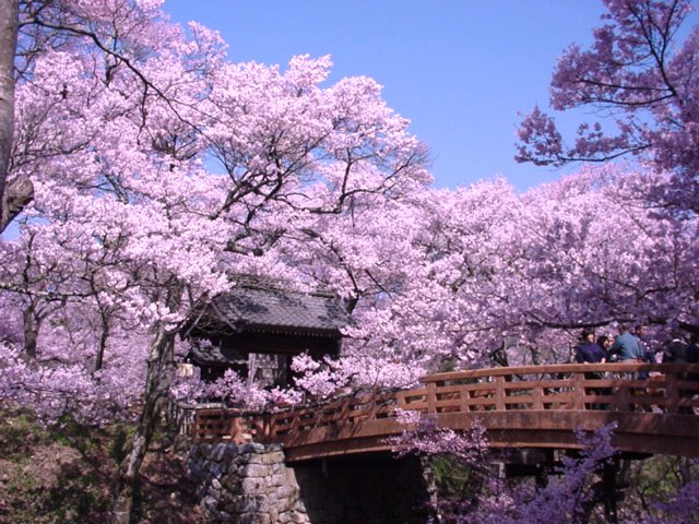 高遠のコヒガン桜(イメージ)※花の見頃は前後する場合がございます