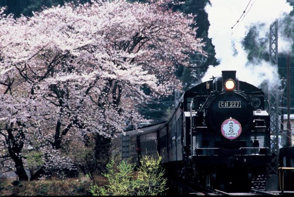 5つの富士桜へご案内！桜舞う大井川鐡道・龍巌淵　富士山11（いい）桜ストーリー 3日間