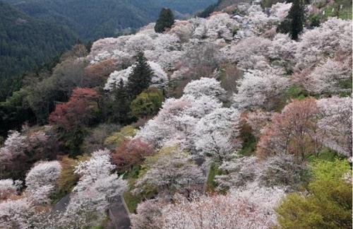 吉野山（イメージ）◇桜の見頃は例年3月下旬〜4月中旬