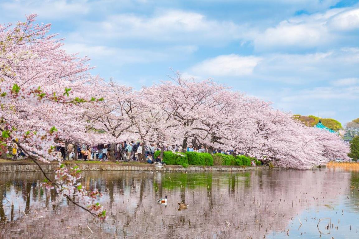 上野恩賜公園の桜（イメージ※例年の見頃：3月下旬〜4月上旬)