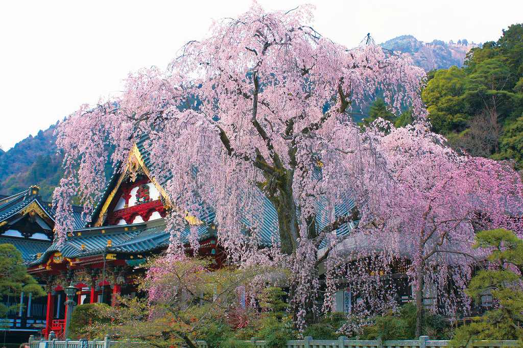 身延山久遠寺(イメージ／例年の桜の見頃：3月下旬〜4月上旬）