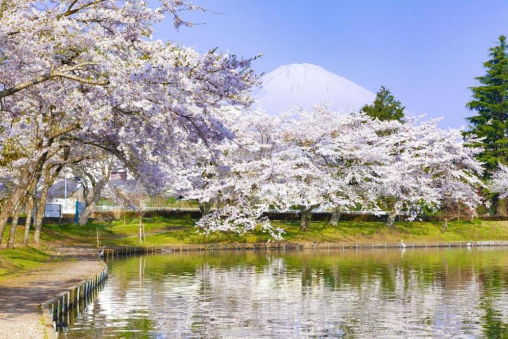 東山湖(イメージ)　※桜の見ごろは例年3月下旬〜4月上旬