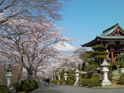 御殿場平和公園(イメージ)　※桜の見ごろは例年3月下旬〜4月上旬
