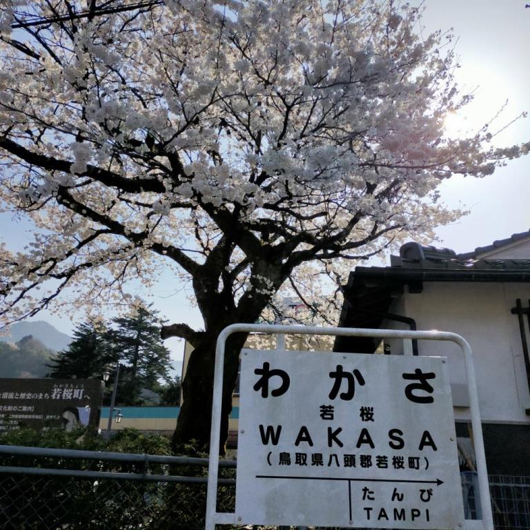 桜が満開の若桜駅（イメージ）　