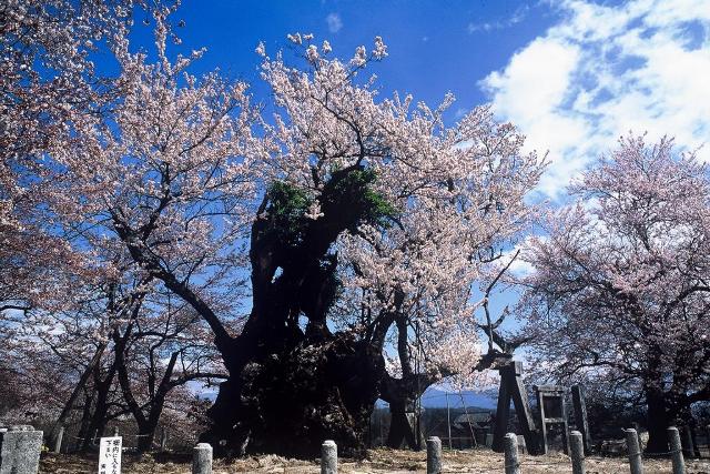 神代桜（イメージ/写真提供：やまなし観光推進機構）※例年の見頃3月下旬〜4月中旬