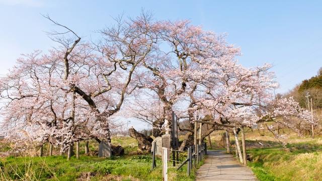 石部桜（イメージ）※桜の例年の見頃：4月上旬〜下旬
