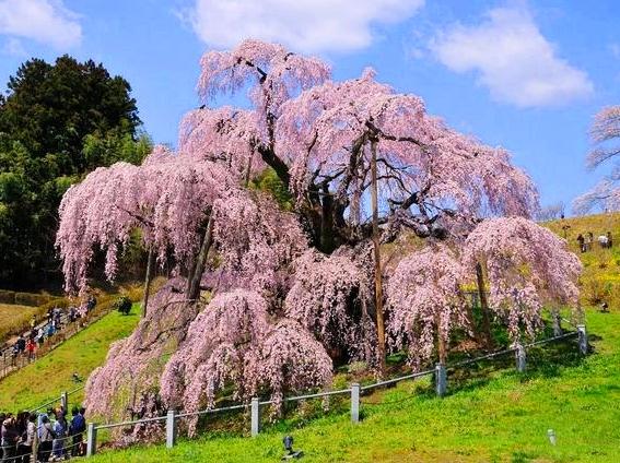 三春滝桜（イメージ）※例年：４月上旬〜下旬