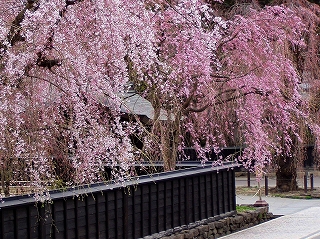 桜の名所・角館（イメージ）※例年の見ごろ：4月中旬〜5月上旬)
