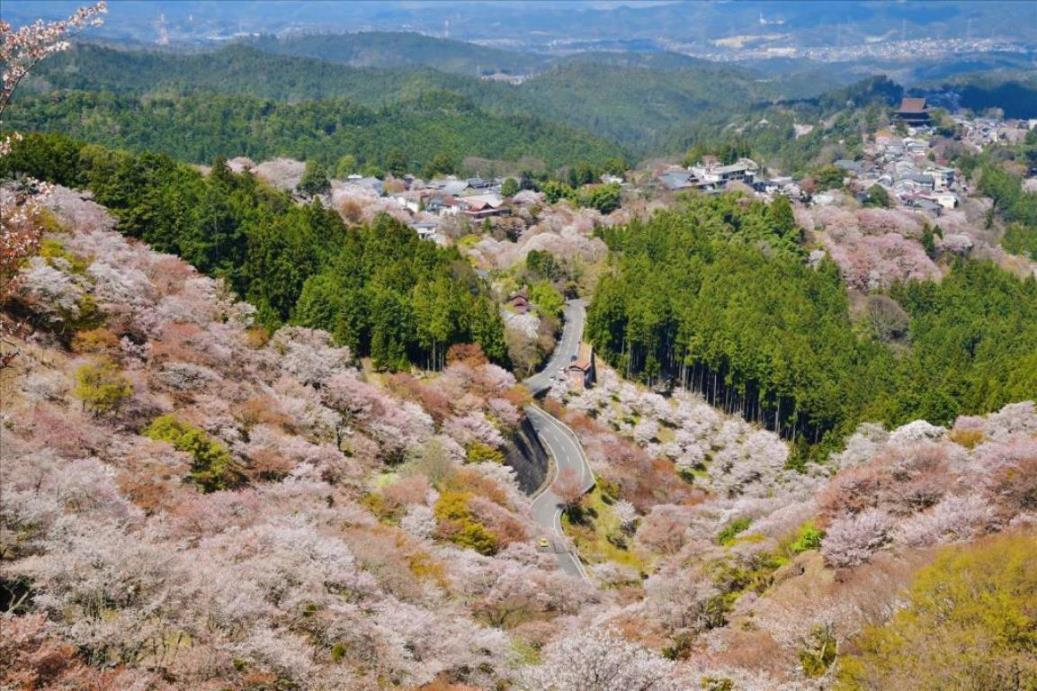 吉野山 (イメージ／お客様写真：大阪府 夏間茂様／例年の桜の見頃は3月下旬〜4月下旬)