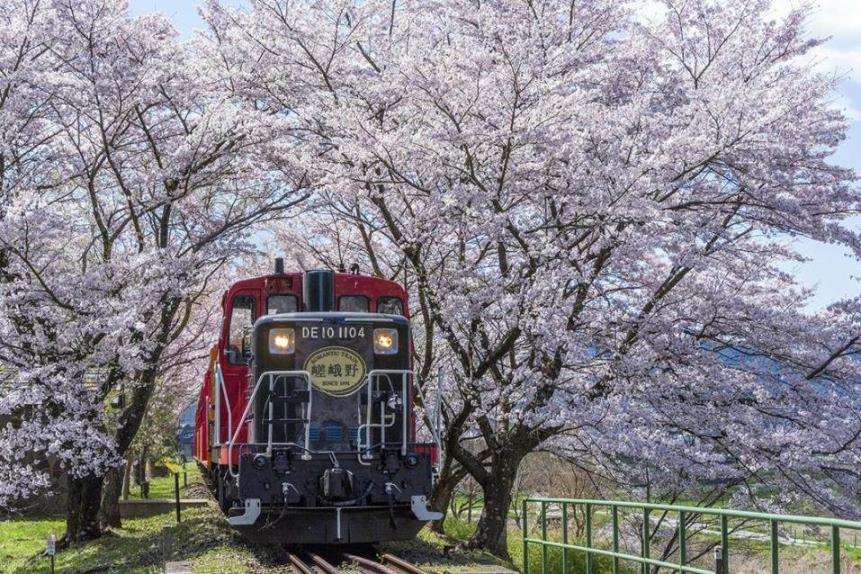 嵯峨野トロッコ列車 (イメージ／例年の桜の見頃は3月下旬〜4月中旬)