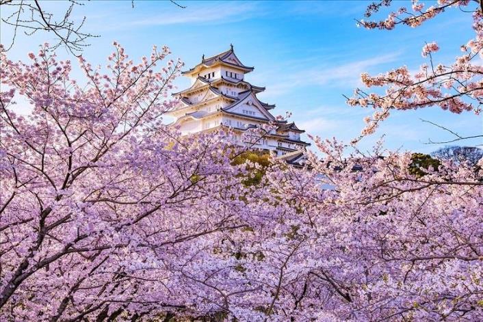 姫路城 (イメージ／お客様写真：PN Dobby様／例年の桜の見頃は3月下旬〜4月上旬)