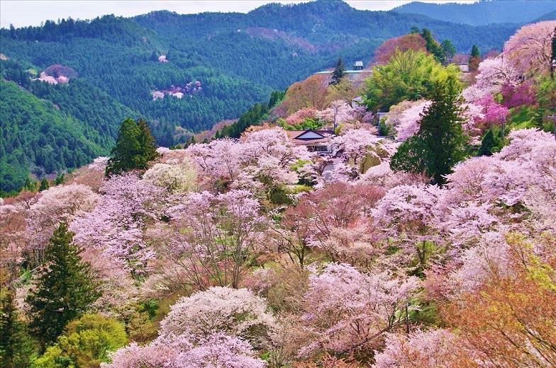 吉野山  (イメージ／お客様写真：東京都・品川正和様／例年の桜の見頃は3月下旬〜4月下旬)
