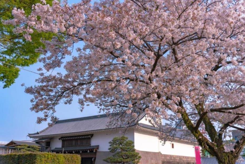 駿府城公園（イメージ）※桜の見頃：例年３月下旬〜４月上旬