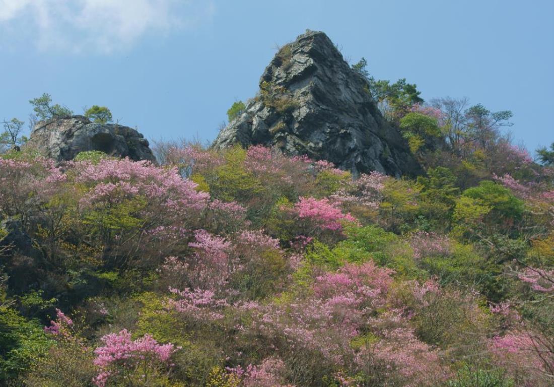 石鎚山のアケボノツツジ（5月イメージ）※花の見頃は例年5月上旬〜5月下旬