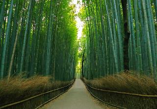 嵐山の竹林（イメージ／お客様写真：東京都在住・相馬 昭夫様の作品）