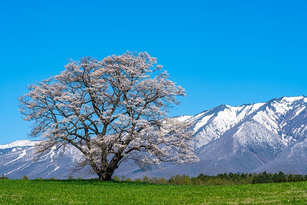 小岩井農場の一本桜（イメージ／例年の見頃：4月下旬〜5月上旬