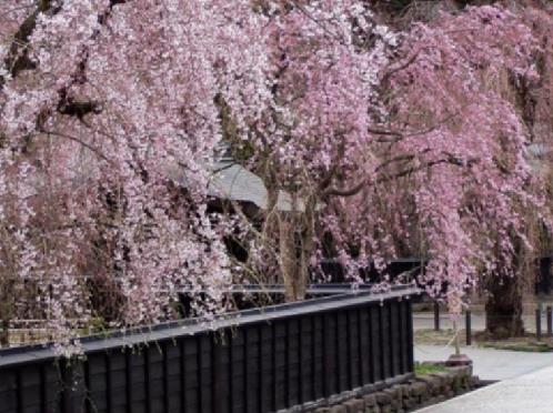 桜の名所・角館にもご案内　※イメージ(見頃は4月中旬〜5月上旬)