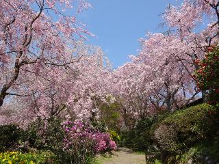 原谷苑の桜（イメージ／例年の見頃3月下旬〜4月中旬）お客様写真：仲田 聡様