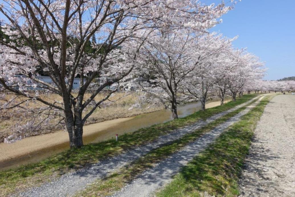 大戸川沿いの桜並木(イメージ)　※桜の見ごろは例年4月上旬