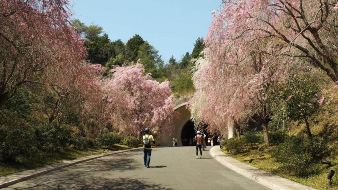 MIHO MUSEUM　しだれ桜(イメージ)　※桜の見ごろは例年4月上旬〜中旬