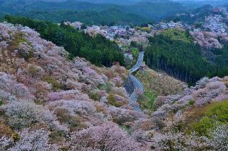 吉野の桜（イメージ／例年の見頃3月下旬〜4月下旬）お客様写真PN：カズサン（奈良県在住）