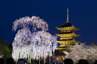 東寺　夜桜（イメージ／例年の見頃3月下旬〜4月中旬）