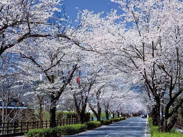 長瀞桜のトンネル（イメージ／例年の桜の見頃：3月下旬〜4月上旬）